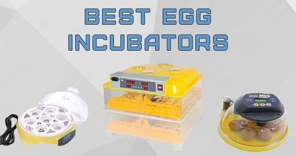 8 bästa ideala äggkuvatorer för att höja friska kycklingar
