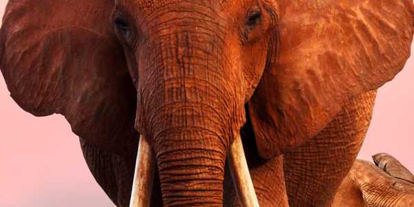 Apple mendapatkan hak untuk dua film baru, 'The Elephant Queen' dan 'Wolfwalkers'