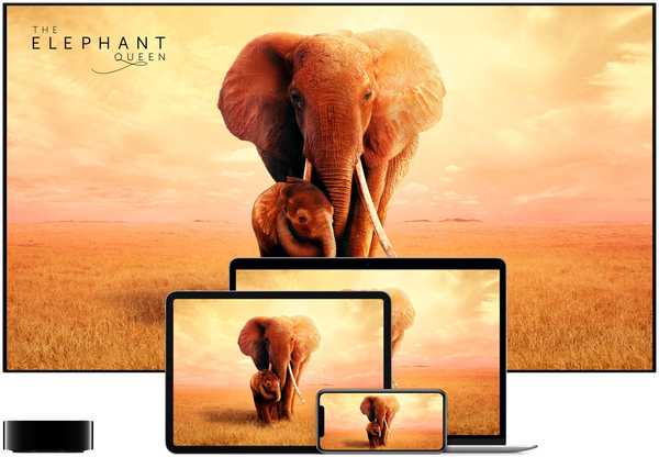 Apple fait un don à la conservation des éléphants pour toutes les vues de «The Elephant Queen» en 2019